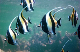 coral reef, lamu archipelago vacations, kenya safaris
