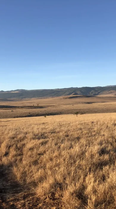 kenya green season yellow zebra safaris