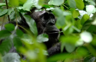 greystoke mahale chimp, multi country safaris, africa