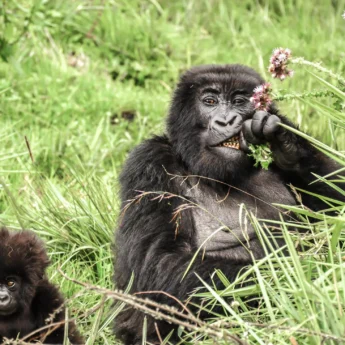 sabyinyo gorillas eating thistles alisa bowen