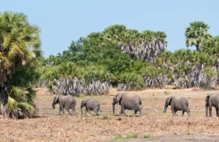 Elephant herd, Selous Game Reserve, Tanzania, Africa