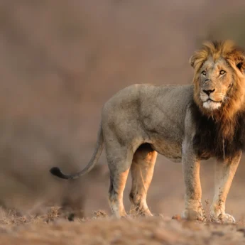 Singita Sweni Lodge lion big five yellow zebra safaris