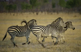 Hwange Zimbabwe Zebras
