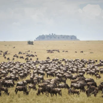 Wildebeest herds, Serengeti National Park, Tanzania