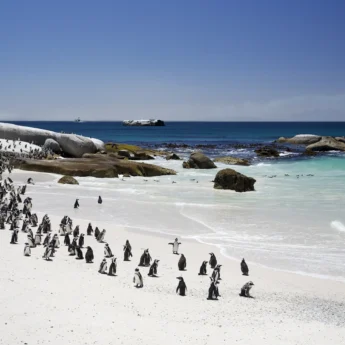 Penguins, Cape, Town South Africa