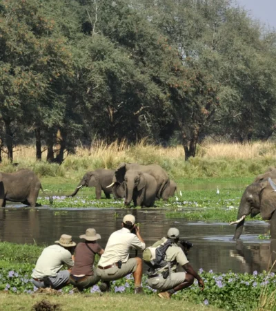 elephant safaris, lower zambezi national park, zambia