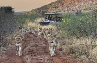 lions family game drive, madikwe game reserve, malaria free family safari