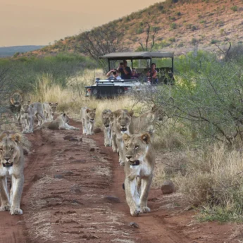 lions family game drive, madikwe game reserve, malaria free family safari