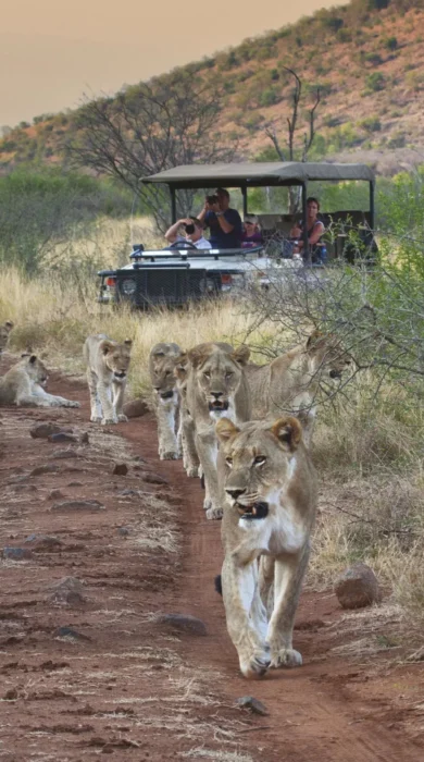 lions family game drive, madikwe game reserve, malaria free family safari