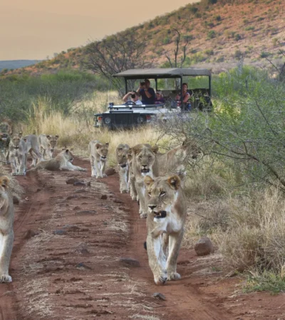 lions family game drive, madikwe game reserve, malaria free family safari
