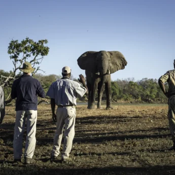 Elephant, South Luangwa National Park, Zambia