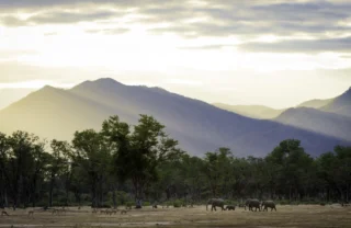 ruckomechi camp, mana pools, zimbabwe safaris