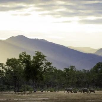 ruckomechi camp, mana pools, zimbabwe safaris