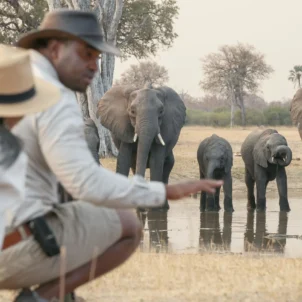 waterfalls and walking safaris, elephant herd