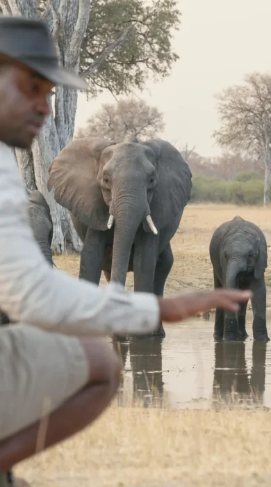 waterfalls and walking safaris, elephant herd