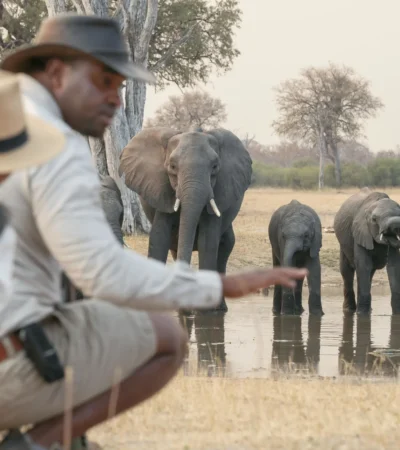waterfalls and walking safaris, elephant herd