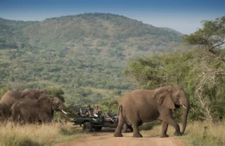elephant game drive, south africa safari adventure