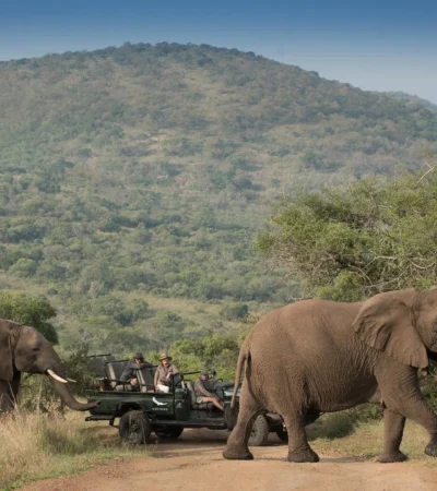 elephant game drive, south africa safari adventure