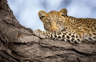Leopard wildlife, Zarafa Camp, the Linyanti, Botswana