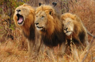 lion safaris, sabi sand reserves, south africa