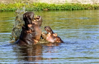 hippos in the sabi sand reserves, south africa safaris