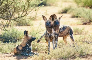 wild dog safari, tswalu kalahari, south africa safaris