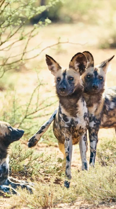 wild dog safari, tswalu kalahari, south africa safaris