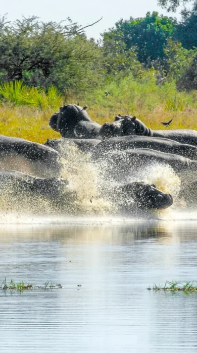 hippo safaris, moremi game reserve, africa holidays