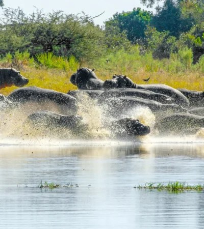 hippo safaris, moremi game reserve, africa holidays