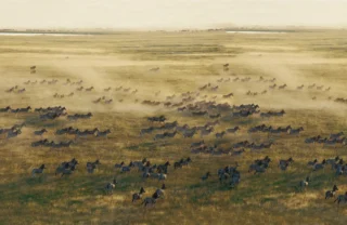 Zebra migration, San Camp, Makgadikgadi Salt Pans, Botswana