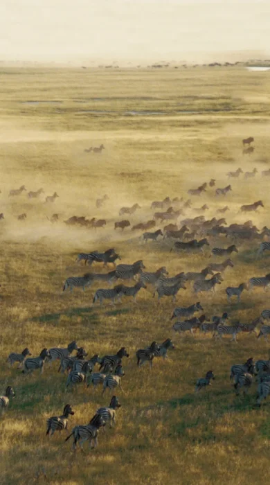 Zebra migration, San Camp, Makgadikgadi Salt Pans, Botswana