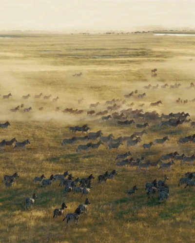 Zebra migration, San Camp, Makgadikgadi Salt Pans, Botswana