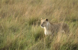 Lion wildlife, game drive, Wilderness Little Vumbura, Botswana