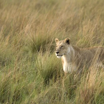 Lion wildlife, game drive, Wilderness Little Vumbura, Botswana