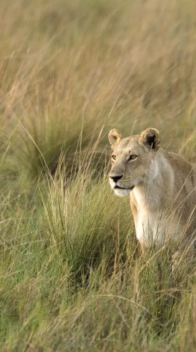 Lion wildlife, game drive, Wilderness Little Vumbura, Botswana