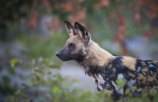 Wild dog, wildlife, Wilderness Qorokwe Camp, Botswana