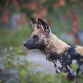 Wild dog, wildlife, Wilderness Qorokwe Camp, Botswana