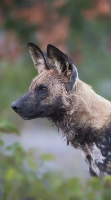 Wild dog, wildlife, Wilderness Qorokwe Camp, Botswana