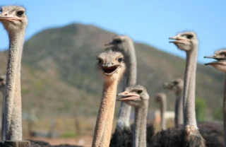 ostrich farm, oudtshoorn, south africa safari holidays