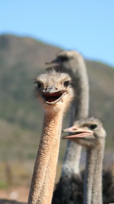 ostrich farm, oudtshoorn, south africa safari holidays