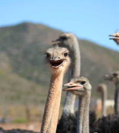 ostrich farm, oudtshoorn, south africa safari holidays