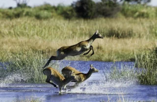 A small group of Lechwe antelope leaping through a shallow river system. Splashing water whilst leaping high above the river.