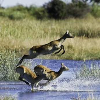 A small group of Lechwe antelope leaping through a shallow river system. Splashing water whilst leaping high above the river.