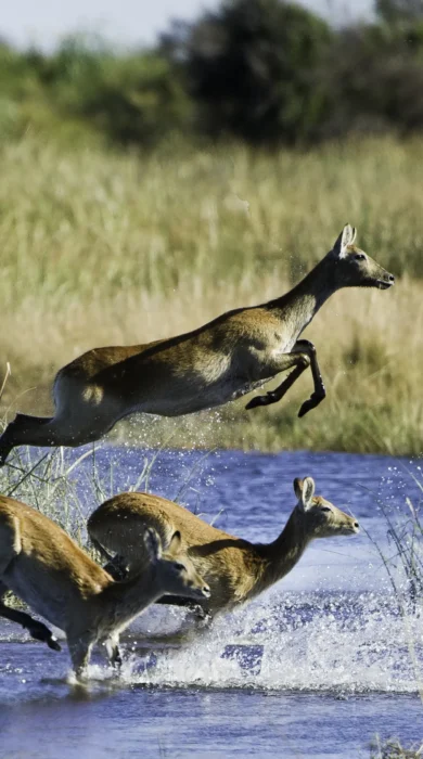 A small group of Lechwe antelope leaping through a shallow river system. Splashing water whilst leaping high above the river.