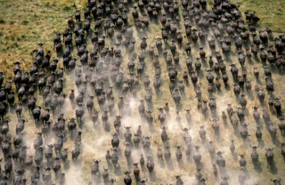 the great migration, the linyanti, botswana safaris