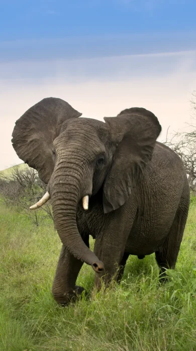 elephant game drive, phinda game reserve, south africa