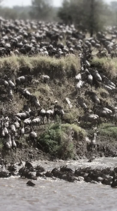 AWS August Migration Crossings no. 4