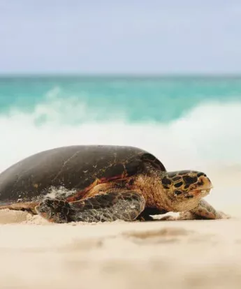 turtle on the beach, unspoiled nature, seychelles