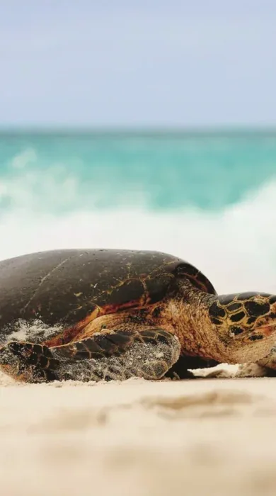 turtle on the beach, unspoiled nature, seychelles