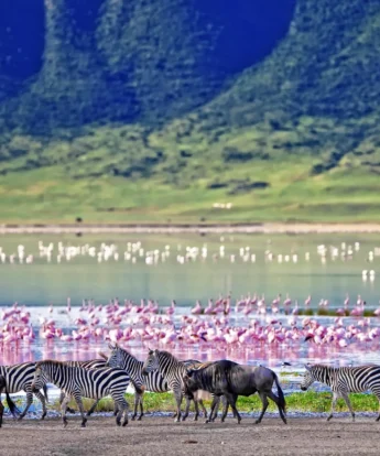 Wildebeest and zebra sightings, Ngorongoro Crater, Tanzania